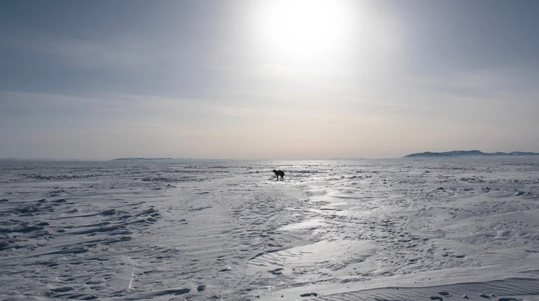 У Монголії – найсуворіша зима за пів століття: там загинули майже 5 мільйонів тварин