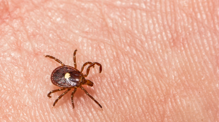 У США задокументували першу смерть від алергії на м’ясо: розлад викликає укус кліщів