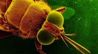 Ховається під плащем-невидимкою: вчені розгадали маскування смертельно небезпечної хвороби