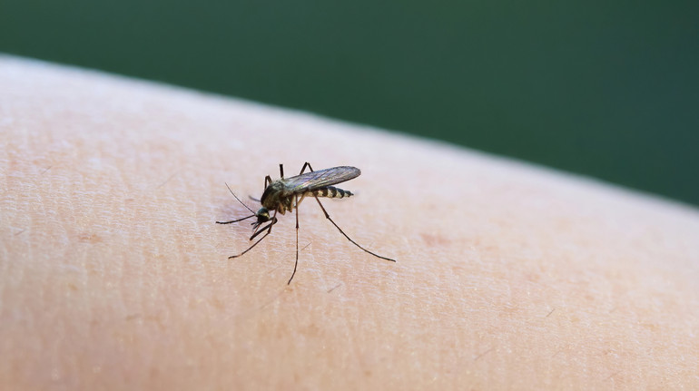 Mosquitoes were discovered for the first time in Iceland: the country is warming due to the climate crisis