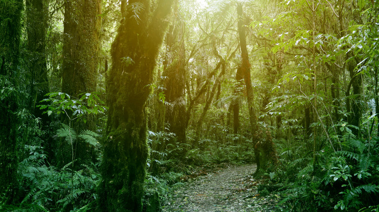Прихований ресурс ґрунту: вчені знайшли складник, що вдвічі пришвидшує відновлення лісів