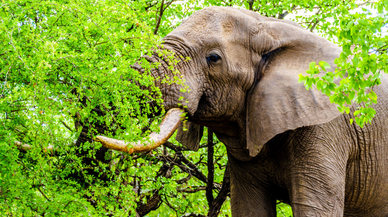 У Замбії слон напав на групу туристів: 80-річна американка загинула, ще одна жінка травмована