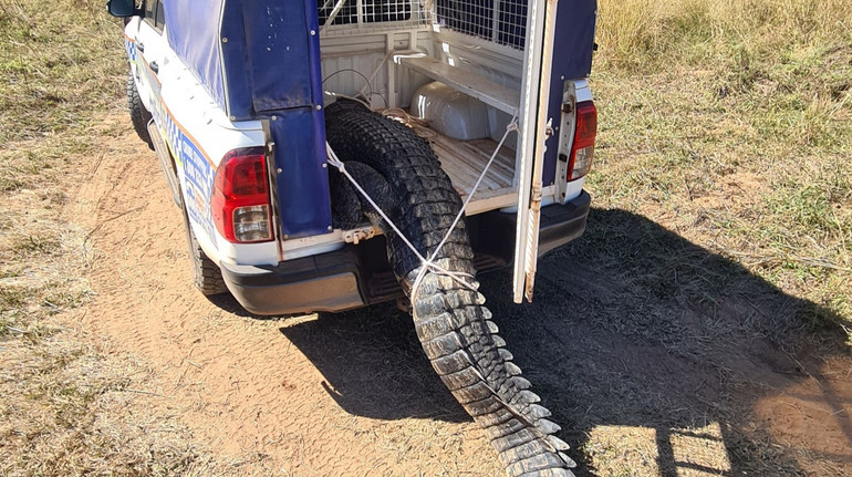 В Австралії крокодил кидався на людей і з'їв кількох собак – місцеві приготували з нього суп