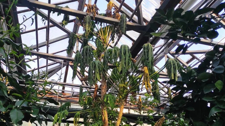 Денацифікація дійшла до рослин: у київському ботсаду через блекаут вмирають від холоду рідкісні рослини