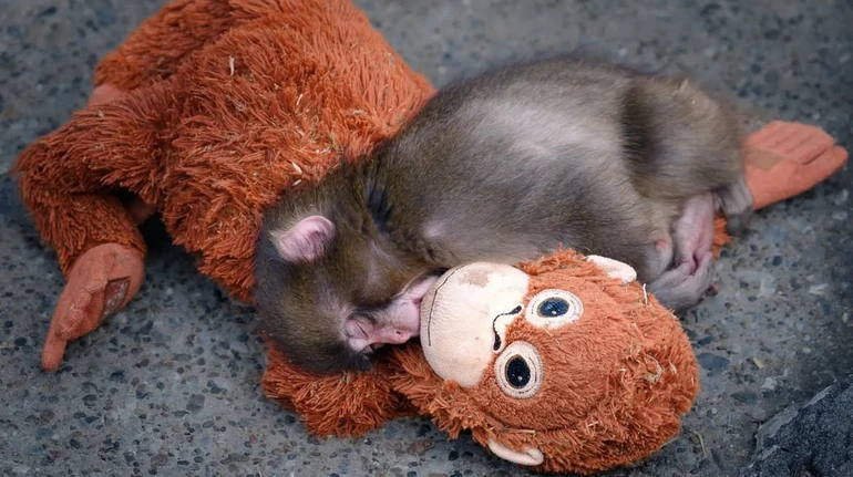 Усюди ходив з іграшкою, але вже знайшов друзів: як макака Панч із Японії розчулив світ