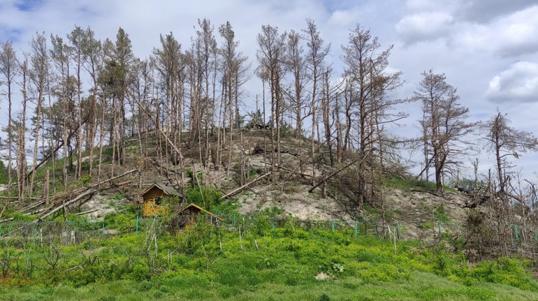 Росіяни знищили більше 60 тисяч гектарів українського лісу – NGL.media
