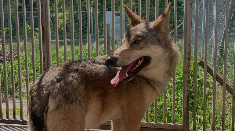 Volunteers took away the wild wolf from the apartment in Kiev: video