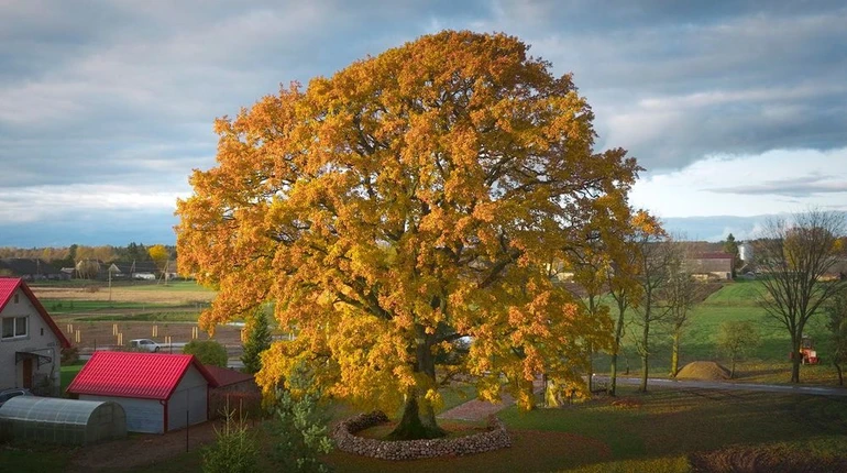 Оголосили переможців конкурсу Європейське дерево року 2026: переміг дуб з Литви