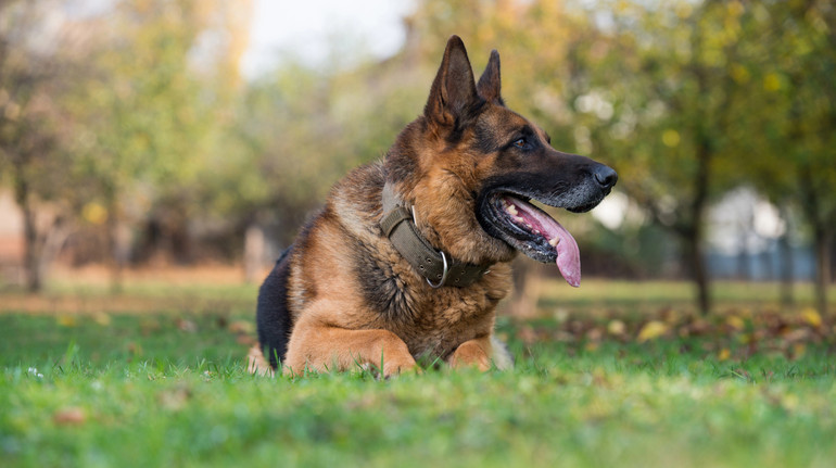 In Lviv region, the owner of the shepherd who has bitten the baby will be judged