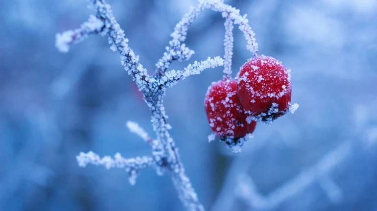 Київ пережив найхолоднішу зиму за останні 15 років – метеорологи