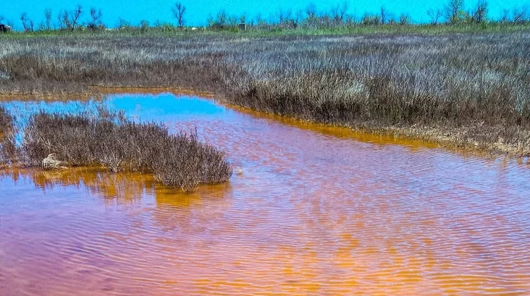 The work of algae-artists: in Odesa, salty estuaries have acquired an amber color