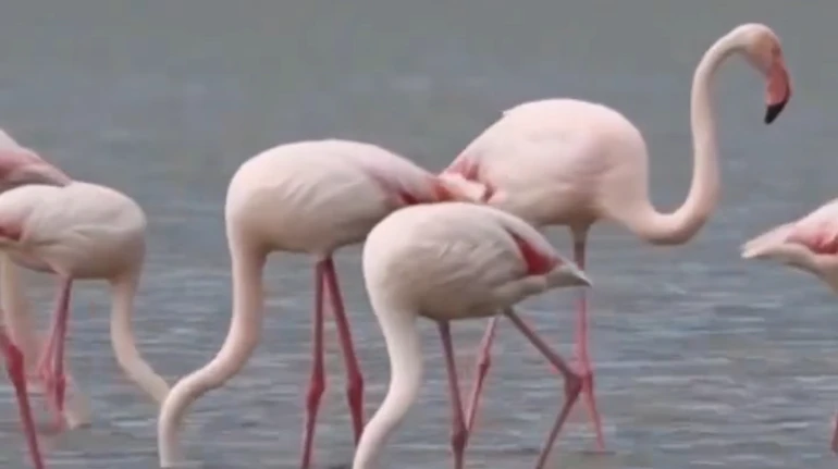 Ніби перевіряють, чи безпечно повертатися: до Тузлівських лиманів прилетіли перші фламінго