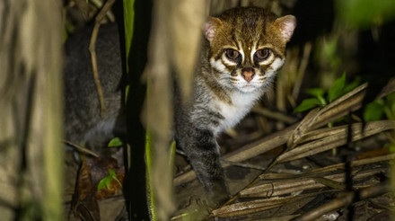 Вважали вимерлим: уперше за 30 років в Таїланді зазнімкували суматранського кота