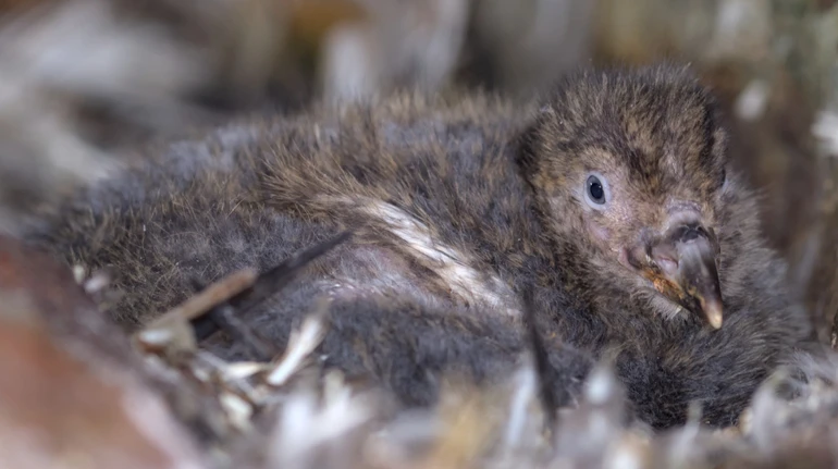 Птахи, пінгвіни, тюлень: українські полярники здобули чотири нагороди у конкурсі наукових фотографій