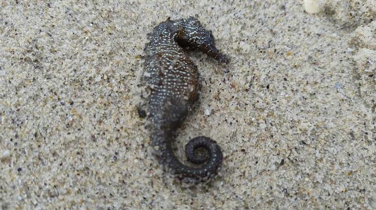 На узбережжя Одеси масово викинулися червонокнижні морські коники: яка причина