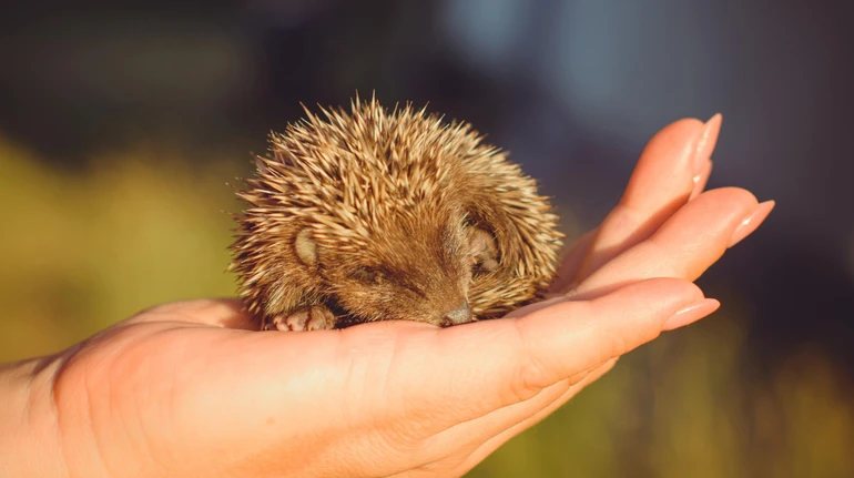 У Німеччині хочуть заборонити косити газони вночі, щоб не травмувати їжаків