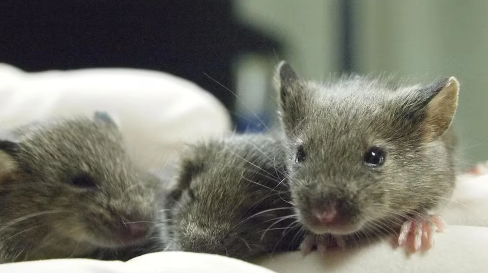 Багаторазове клонування призводить до генетичних збоїв