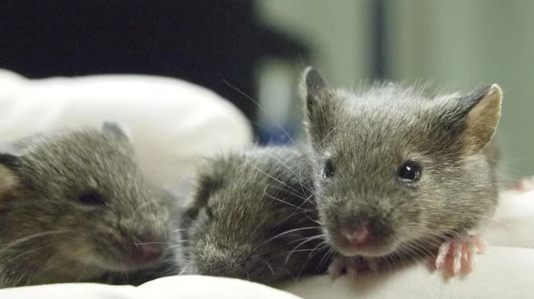 Вчені відмовились від ідеї безкінечного клонування після невдачі з мишами: 58 покоління загинуло