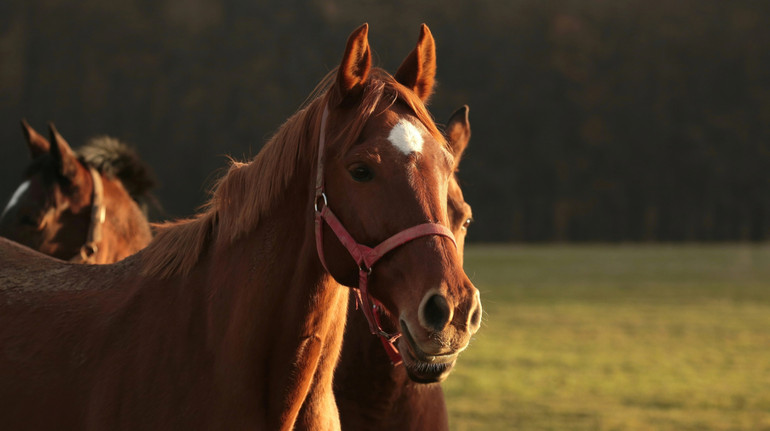 Не лише собаки: вчені кажуть, що коні здатні відчувати людський страх за запахом