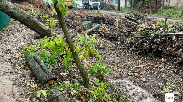 Втомилися від свавілля: активісти заявили про знищення ще 30 дерев на Теремках у Києві, влада заперечує