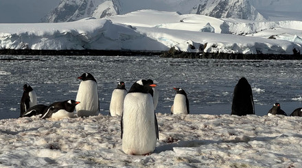 Чи можуть пінгвіни літати? Полярники показали підводне життя найбільших птахів Антарктиди