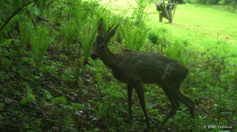 Олені, козулі та лисиці: фотопастки спіймали звірів, що повертаються на відновлені луки Карпат