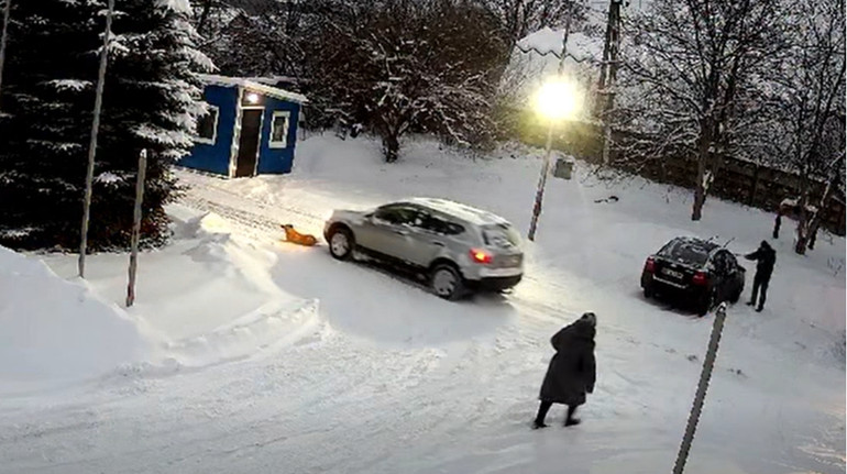 На Львівщині водій двічі переїхав собаку автівкою: за справу взялася поліція