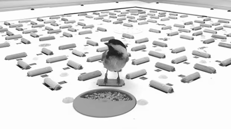Під час відкладання запасів у пам’яті птахів формується активність, схожа на штрих-код – вчені