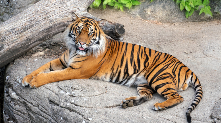 Зоопарк у Данії просить віддавати їм непотрібних домашніх улюбленців – ними годуватимуть хижаків