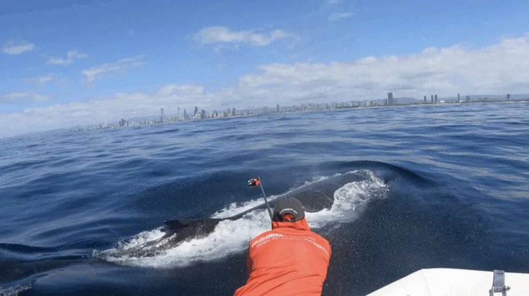 Риб’ячий автостоп: науковці випадково зазнімкували, як риби-присоски плавають на китах в океані