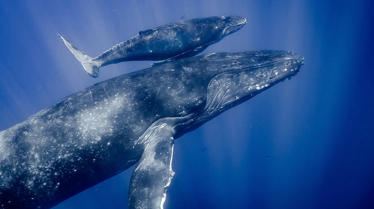 Humpback whales are constantly falling into the mess because of bad vision