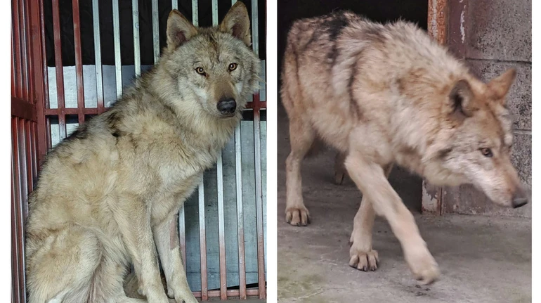 У Південній Кореї після 9 днів пошуків знайшли вовка, який втік із зоопарку