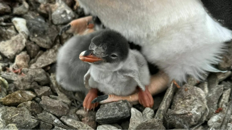 Біля Вернадського підростають перші пінгвінята: на острові вже майже 1200 малюків