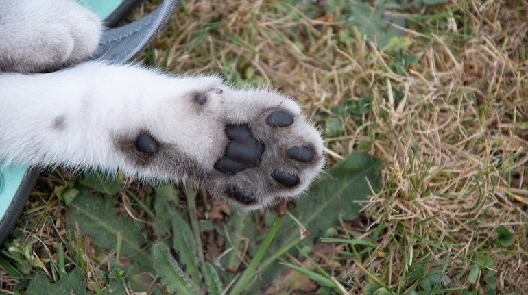 In Lviv, a woman seized four exhausted cats: she spoke of their probable sacrifice