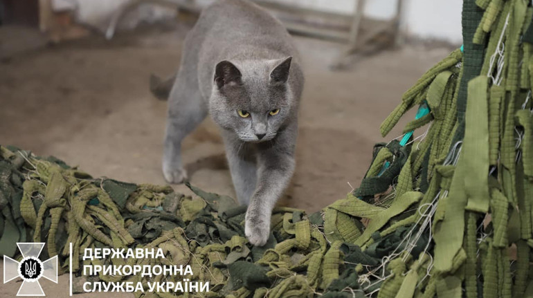 У донецьких прикордонників з’явився кіт-талісман: йому шукають ім’я