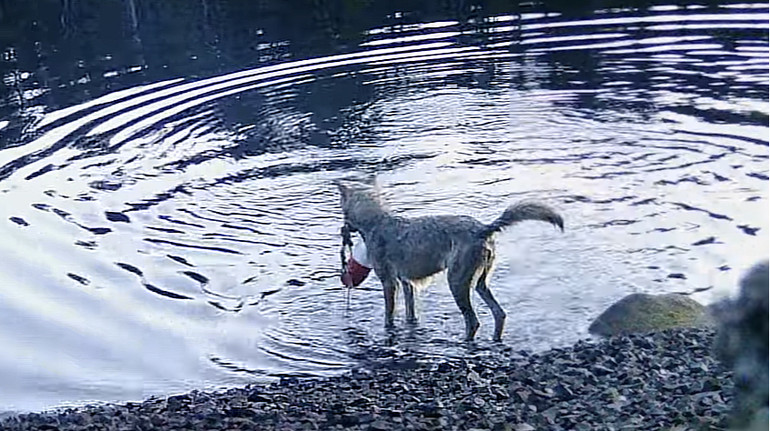 У нас відвисла щелепа: вчені вперше зазнімкували, як дикий вовк використовує знаряддя праці