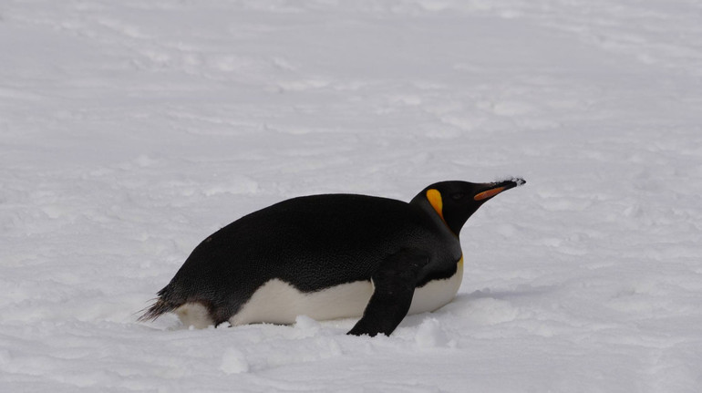 Рідкісний гість: українські полярники зустріли королівського пінгвіна в поблизу Вернадського