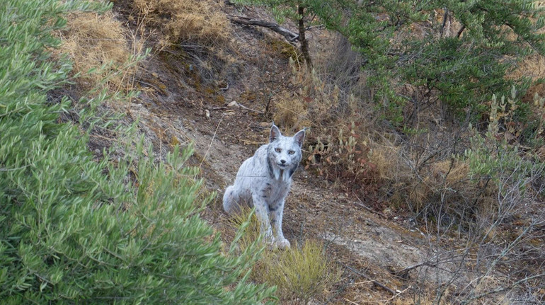 Привид середземноморського лісу: іспанський фотограф зняв на відео рідкісну білу іберійську рись