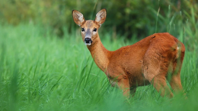 Три врятовані життя: у Львові виходили збиту козулю, яка була вагітна двійнею