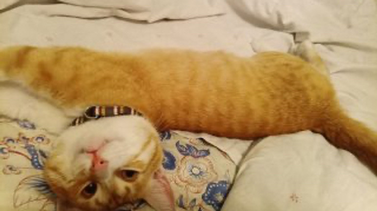 Кіт 4,5 роки жив у колонії: військовий повернувся з полону разом із чотирилапим улюбленцем