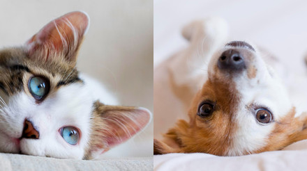 Як правильно обрати харчування для кота й собаки залежно від віку