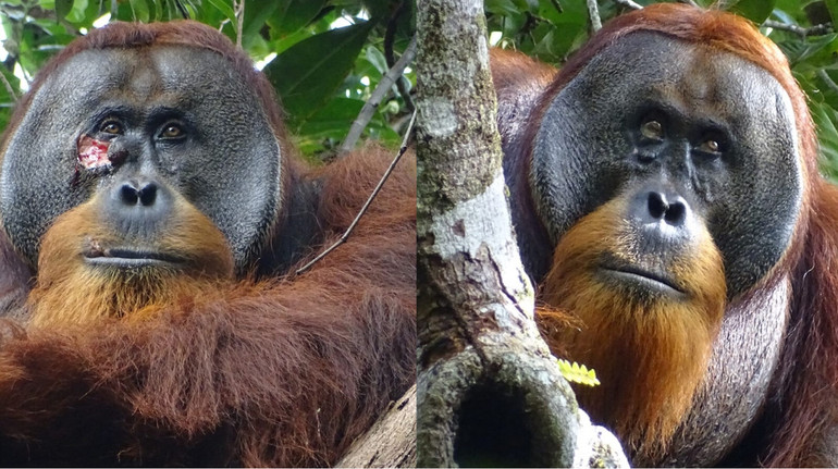 Орангутан використовував листя рослин, щоб вилікувати рану: вчені помітили таку поведінку вперше
