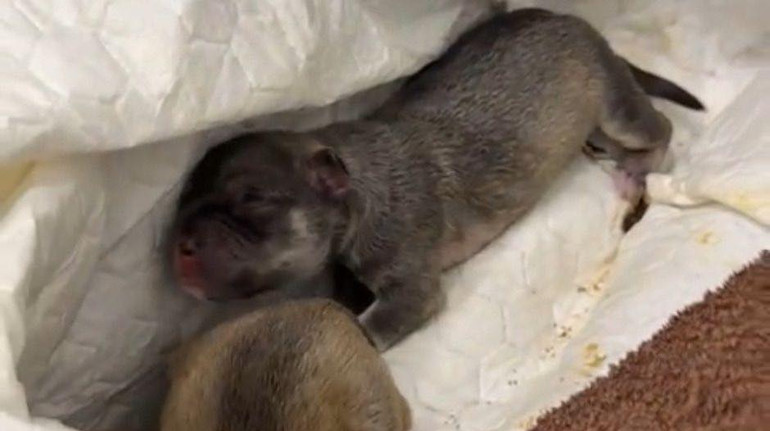 У Києві на смітнику в пакеті з відходами знайшли цуценят: за справу взялася поліція