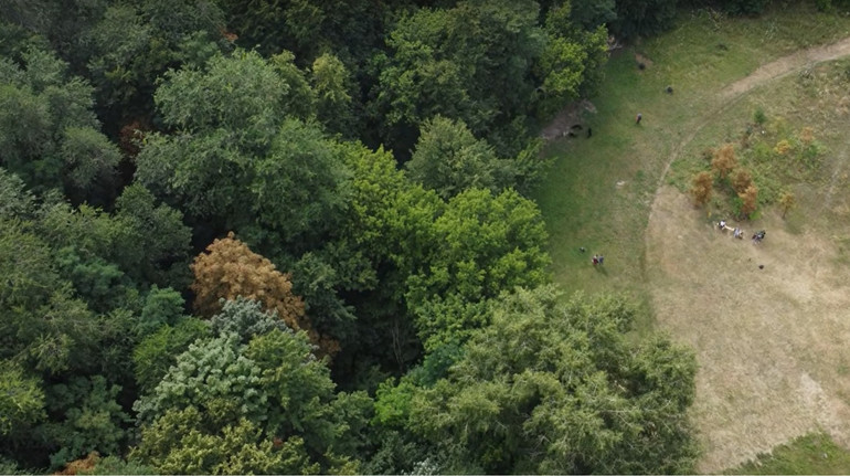 Шанси великі: Протасів Яр у Києві може втратити більшу частину територій заказника під забудову