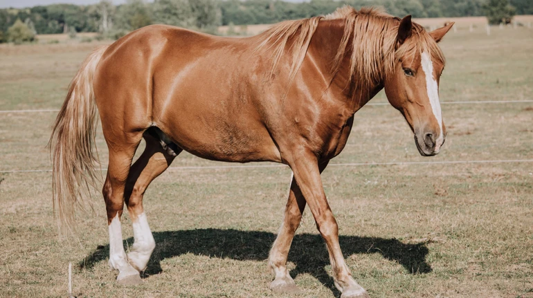 У Кривому Розі кінь втік з ферми та потрапив під автівку: зоозахисники звернулись до поліції