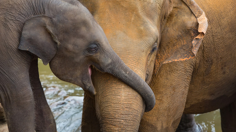 Не такі ж, як в інших ссавців: дослідники дізналися, навіщо слонам тисяча вусів на хоботі