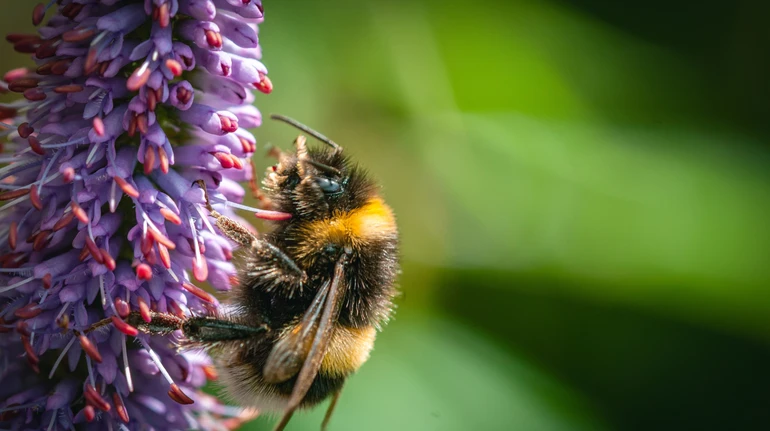 Пухнасті музиканти: вчені виявили, що джмелі можуть відчувати та впізнавати ритм