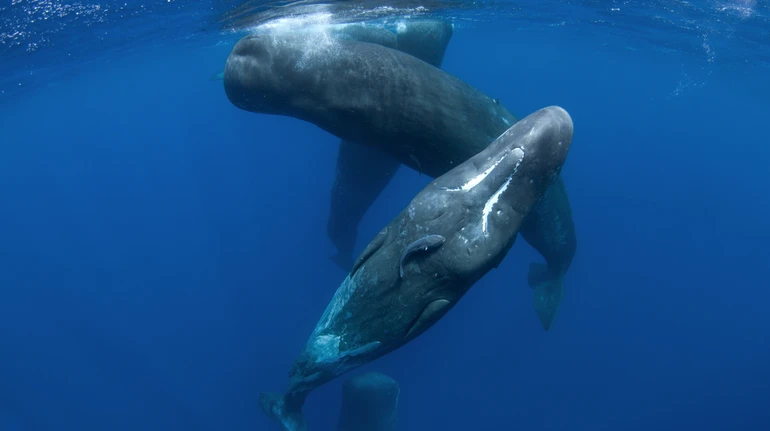 Балакучі кашалоти: вчені знайшли нові подібності між звуками китів та мовленням людей