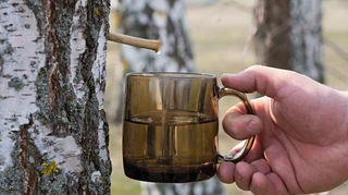 Березовий сік: чим корисний і як зібрати правильно без шкоди для дерев