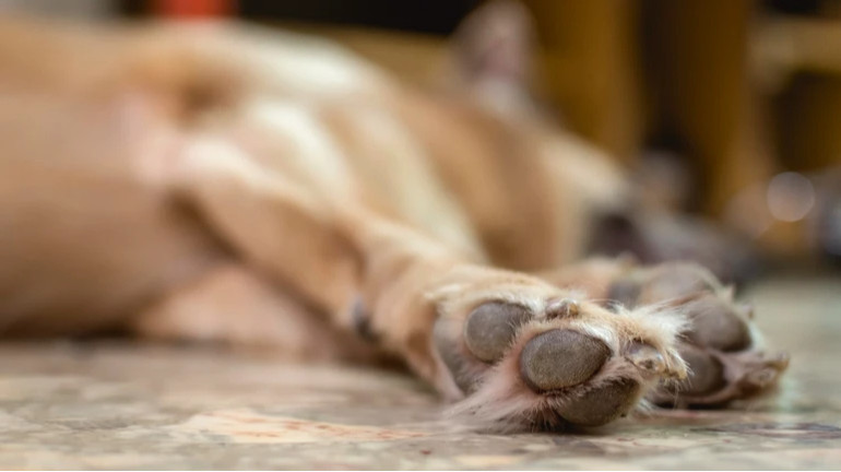 На Рівненщині вирок отримав чоловік, який заколов вилами пса і проніс його тіло вулицею